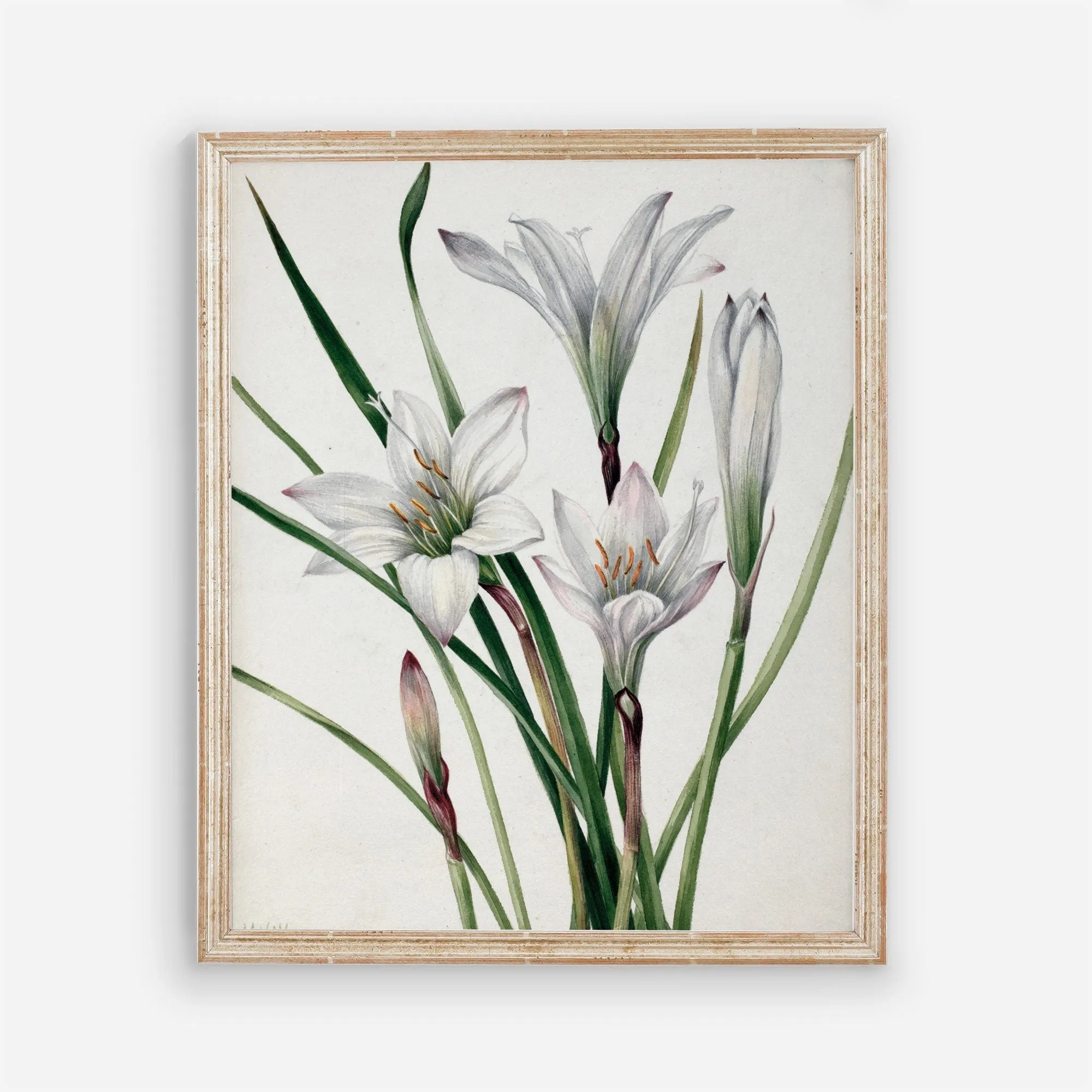 Printed Vintage Floral Plant Kitchen Wall Art