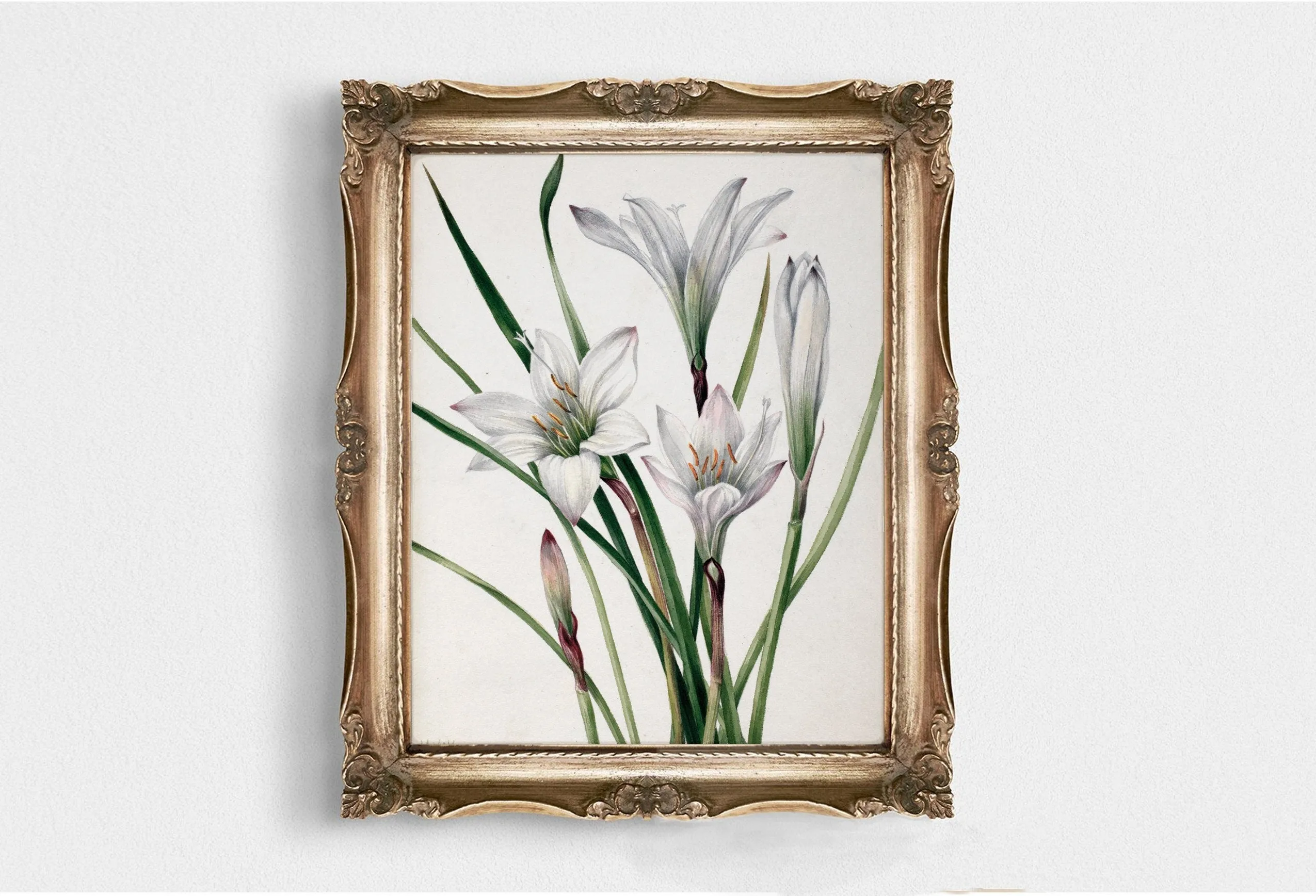 Printed Vintage Floral Plant Kitchen Wall Art